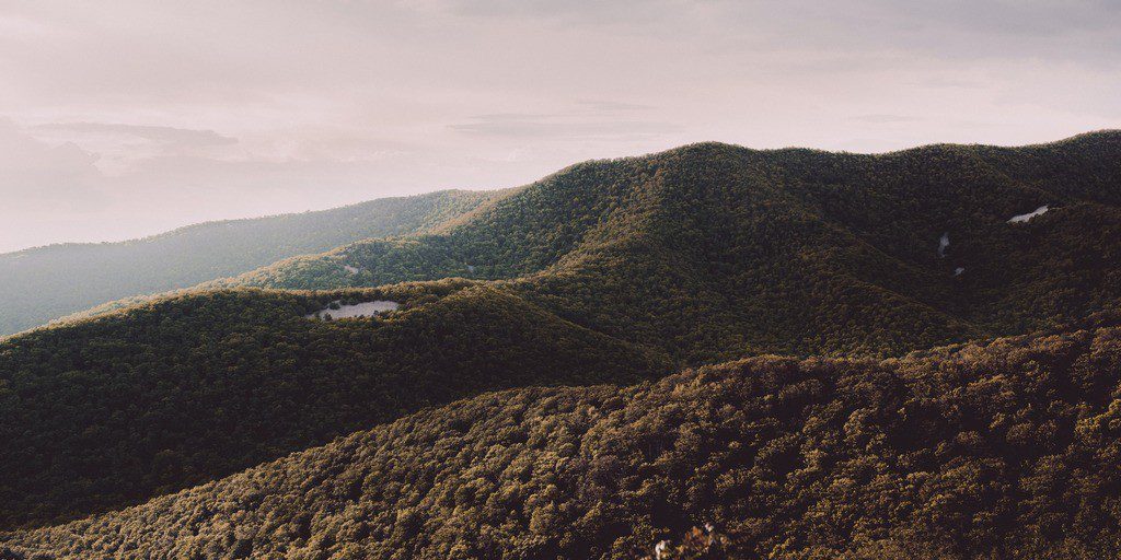 Forest Bathing in Shenandoah